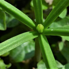 Angiospermae