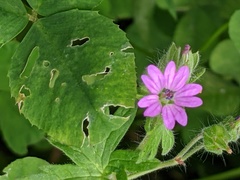 Geranium molle