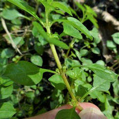 Ludwigia palustris