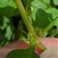 Ludwigia palustris