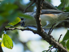 Baeolophus bicolor × atricristatus