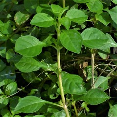 Ludwigia palustris