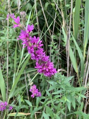Lythrum salicaria