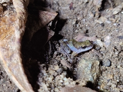 Eleutherodactylus pipilans