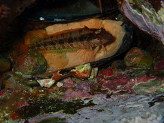Alloclinus holderi