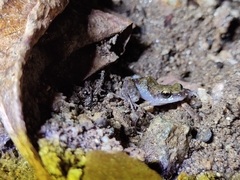 Eleutherodactylus pipilans