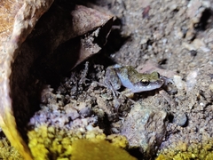 Eleutherodactylus pipilans