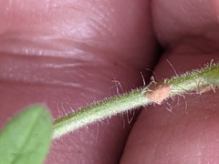 Geranium molle