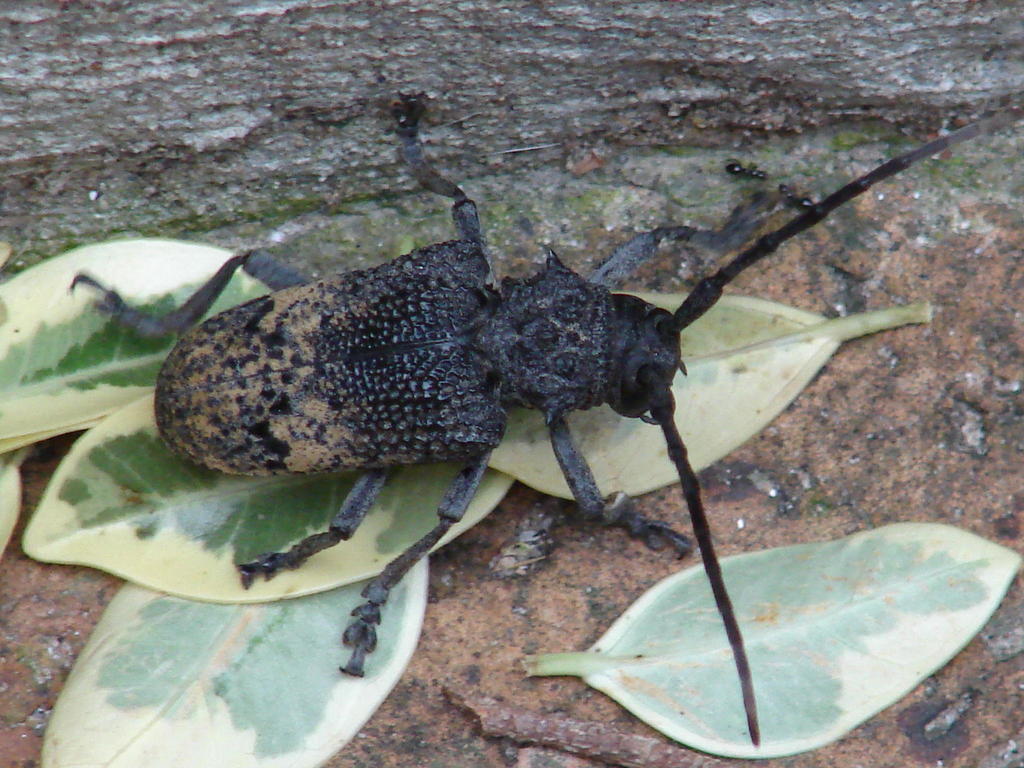 Phrynetini