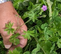 Geranium molle