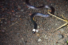 Enuliophis sclateri