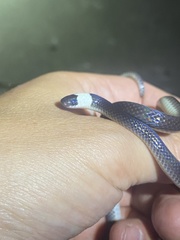 Enuliophis sclateri