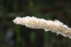 Melica transsilvanica