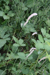 Melica transsilvanica