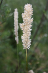 Melica transsilvanica