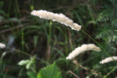 Melica transsilvanica