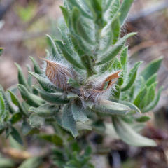 Xiphotheca lanceolata