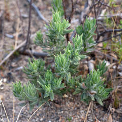 Xiphotheca lanceolata