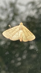 Hypsopygia nostralis