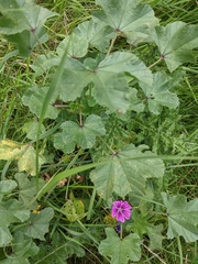 Malva sylvestris