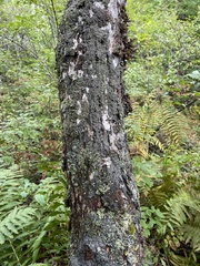 Fuscopannaria sorediata