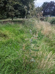 Lactuca serriola