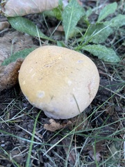 Calvatia rubroflava