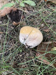 Calvatia rubroflava