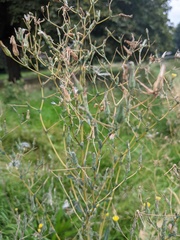 Lactuca serriola
