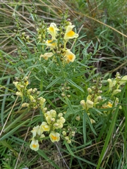 Linaria vulgaris
