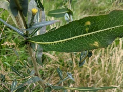 Lactuca serriola