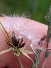 Lactuca serriola