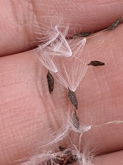 Lactuca serriola