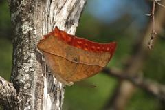 Charaxes varanes varanes