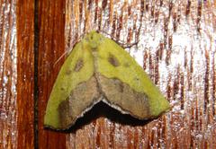 Drepanogynis cambogiaria