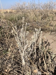 Senecio filaginoides