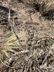 Senecio filaginoides
