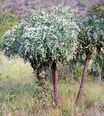 Cussonia paniculata sinuata