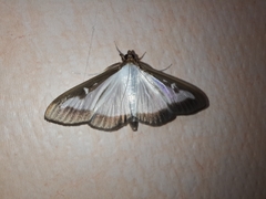 Cydalima perspectalis