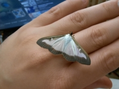 Cydalima perspectalis