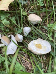 Calvatia rubroflava