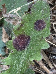 Ramularia inaequalis