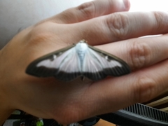 Cydalima perspectalis