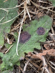 Ramularia inaequalis