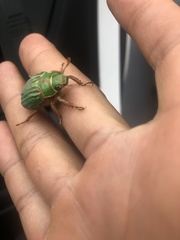 Chrysina occidentalis