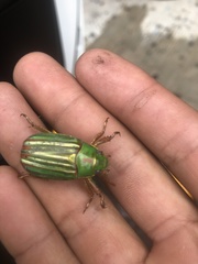 Chrysina occidentalis