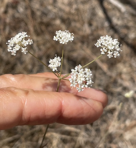 Gardner's yampah (Perideridia gairdneri)