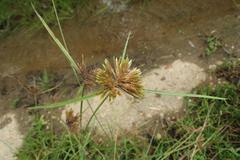 Cyperus polystachyos polystachyos