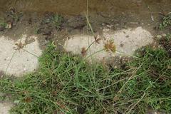 Cyperus polystachyos polystachyos