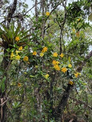 Schultesianthus coriaceus
